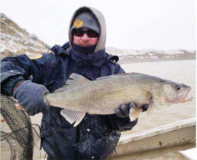 Annual Fort Peck Walleye Spawn Underway Without Volunteers Annual Fort Peck Walleye Spawn Underway Without Volunteers