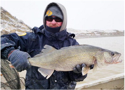 Annual Fort Peck Walleye Spawn Underway Without Volunteers