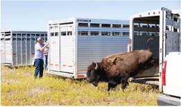 Eleven Bison Transferred  To Tribes’ Facility