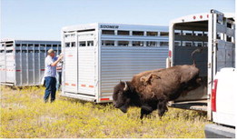 Bison Transfer Bison Transfer