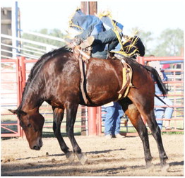 Aussie Rider