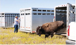 Eleven Bison Transferred  To Tribes’ Facility