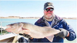 Annual Spring Walleye Spawn  Underway At Fort Peck Lake