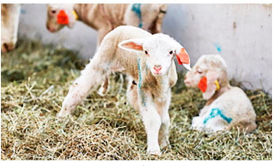 Spring Lambs Born At  MSU’s Research Ranch