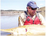 Plan Addresses Pallid  Sturgeon At Fort Peck