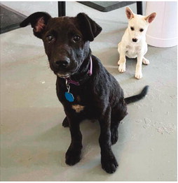 Pound Puppies Talks Breeding, Canine Brucellosis