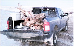 Game Wardens Investigating Deer Shot