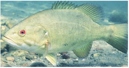 FWP To Instruct Anglers To Kill  Invasive Smallmouth Bass