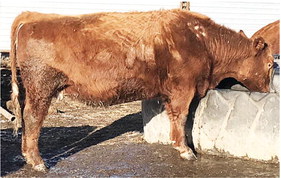 Consider Causes Of Hair Loss, Itching In Cattle