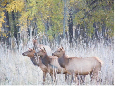 Public Scoping Meetings Being Held Across  Northeast Montana For New Elk Management Plan