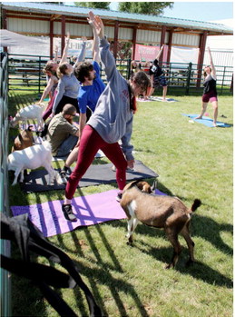 Goat Yoga