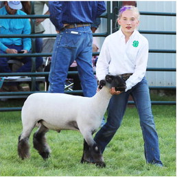 Fair’s Livestock Auction Set For Friday