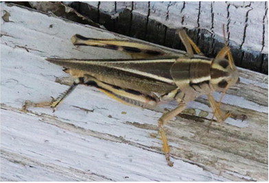 Residents Continue Battles With Grasshoppers