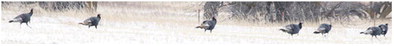 Wild Turkeys