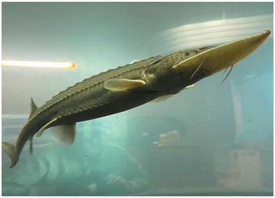 Pallid Sturgeon Pallid Sturgeon