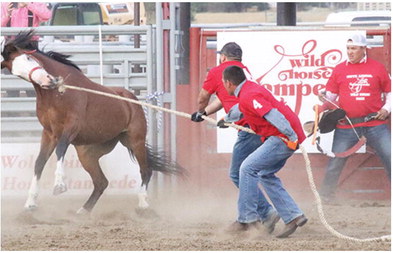 Wild Horse Races Create Plenty Of Excitement