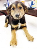 Pound Puppies Faces High Summer Numbers Pound Puppies Faces High Summer Numbers