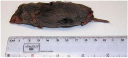 Short-tailed Shrew Found Dead Near Plentywood