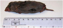 Short-tailed Shrew Found Dead Near Plentywood Short-tailed Shrew Found Dead Near Plentywood