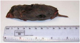 Short-tailed Shrew Found Near Plentywood Short-tailed Shrew Found Near Plentywood