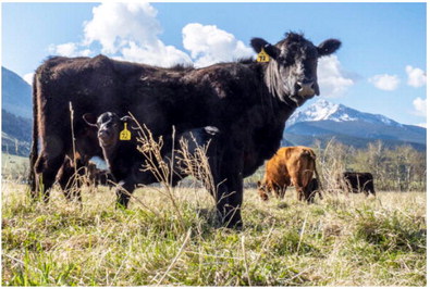 Montana Climate Office Warns Of Water Shortage In State