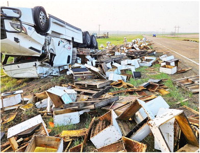 Bee-Carrying Semi Rollover Closes Highway Bee-Carrying Semi Rollover Closes Highway