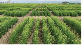 Montana State’s Eastern Ag Research Center Blends High Tech Analysis With Diverse On-Farm Exploration Montana State’s Eastern Ag Research Center Blends High Tech Analysis With Diverse On-Farm Exploration