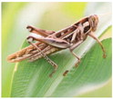 Grasshoppers Continue To  Devastate Much Of State