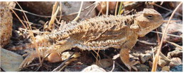 Be Lookout For Greater Short-Horned Lizards