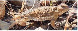 Be Lookout For Greater Short-Horned Lizards Be Lookout For Greater Short-Horned Lizards