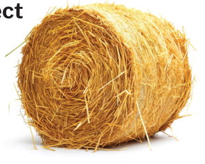 The Bug Bale Project The Bug Bale Project