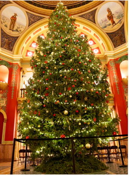 Montana’s Capitol Christmas Tree Harvested Near Bozeman Montana’s Capitol Christmas Tree Harvested Near Bozeman