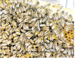 New Law Allows Montana Beekeepers To Own More Hives