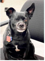 Jack Becomes Cheerful Part Of Roosevelt County Law Facility