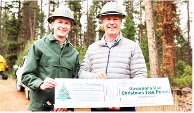 Montana Capitol Christmas  Tree Harvested Near Seeley