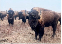 Fort Peck’s Vision For ‘Endless’ Buffalo Prairie