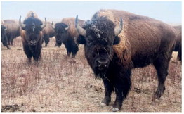 Fort Peck’s Vision For ‘Endless’ Buffalo Prairie Fort Peck’s Vision For ‘Endless’ Buffalo Prairie