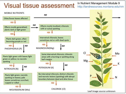 Soil Fertilization Tips after Warm, Dry Winter