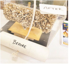 FWP Adds New Mussel To  Invasive Species List In Montana