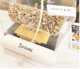 FWP Adds New Mussel To  Invasive Species List In Montana