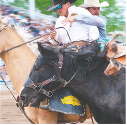 In Miles City, What Makes A  Bucking Horse Stand Out?