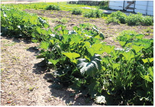 Bainville School Garden Brings Fresh Lessons To Table Bainville School Garden Brings Fresh Lessons To Table