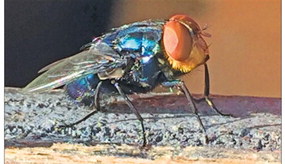 MDL, MSU Extension Issue Guidance After  New World Screwworm Detected In Texas
