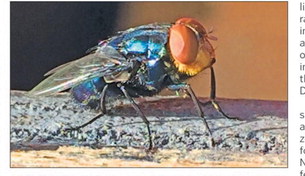 MDL, MSU Extension Issue Guidance After  New World Screwworm Detected In Texas
